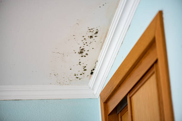 Professional Mold Remediation in Shively, KY