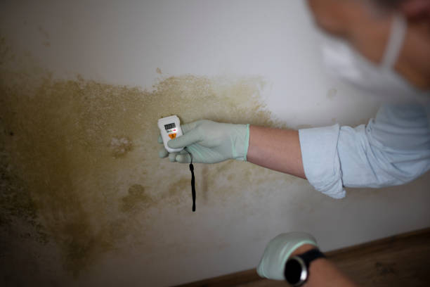 Best Bathroom Mold Remediation in Shively, KY