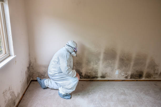Best Post-Flood Mold Remediation in Shively, KY