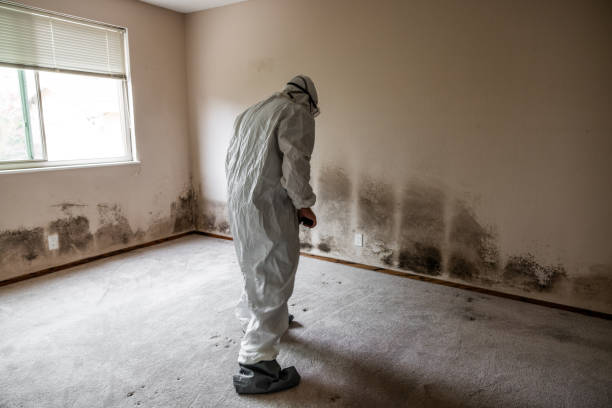 Best Mold Remediation for Specific Building Types in Shively, KY