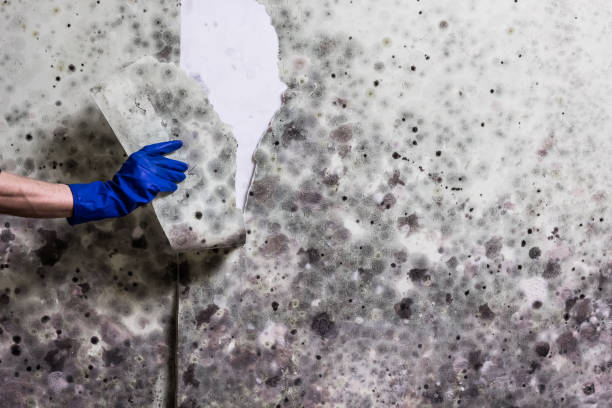 Best Kitchen Mold Remediation in Shively, KY