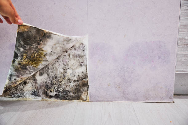 Best Insurance-Related Mold Remediation in Shively, KY
